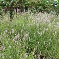 Celosia argentea L.